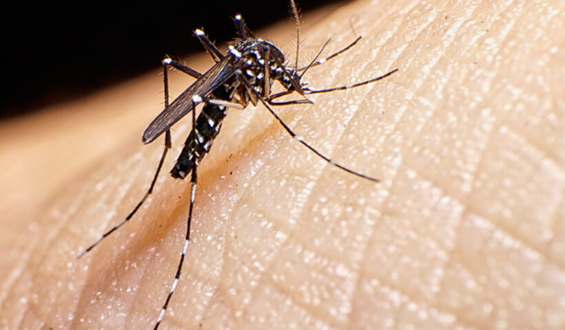 Dengue-cidades-do-Triângulo-Alto-Paranaíba-e-Noroeste-tem-mais-de-3.000-casos- prováveis