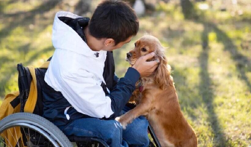 Animais de Estimação