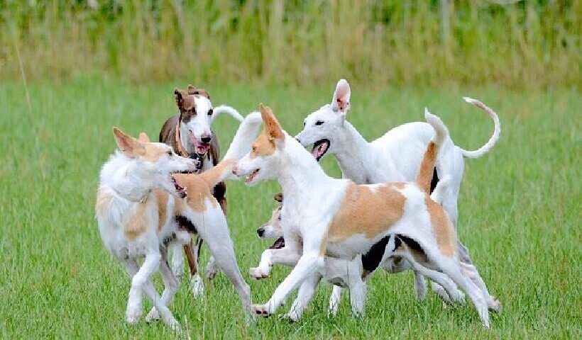 Raças de Cães