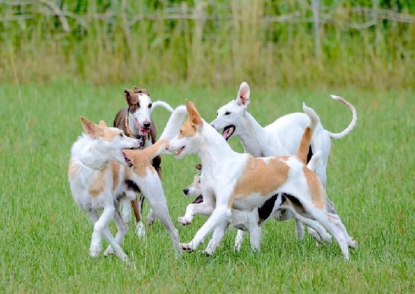 Raças de Cães