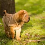 Raça Shar-Pei