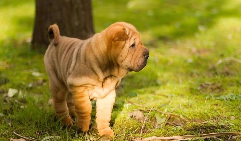 Raça Shar-Pei