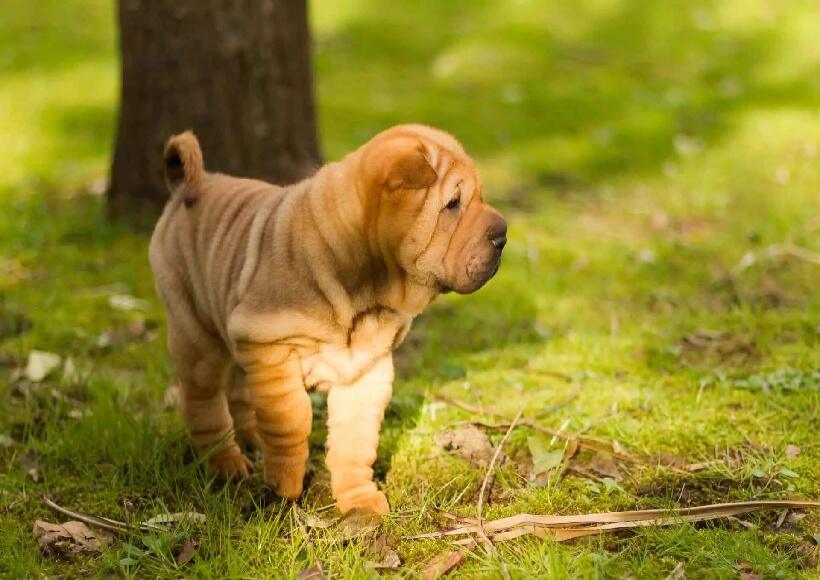 Raça Shar-Pei