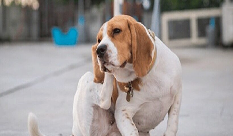 Cachorro Está se Coçando