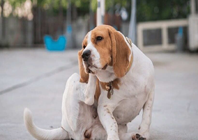 Cachorro Está se Coçando