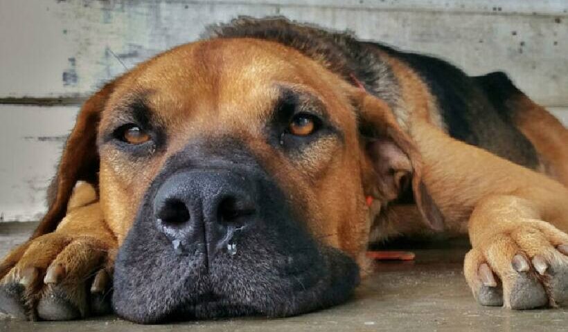 Cachorros podem ter depressão