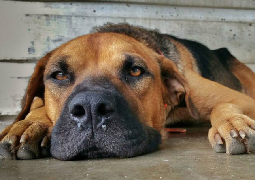 Cachorros podem ter depressão