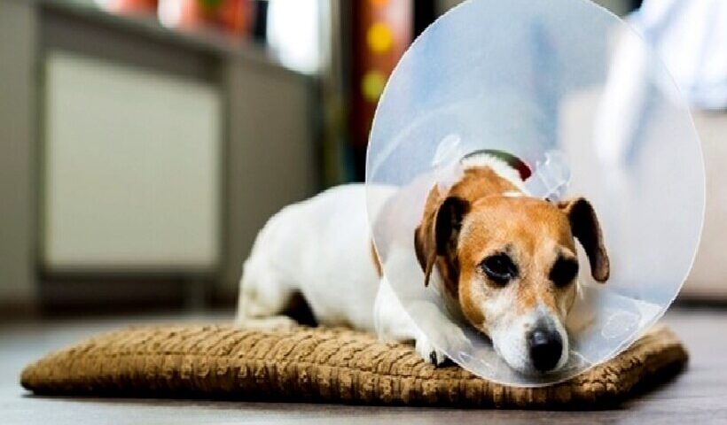 Cone em Cães em Recuperação