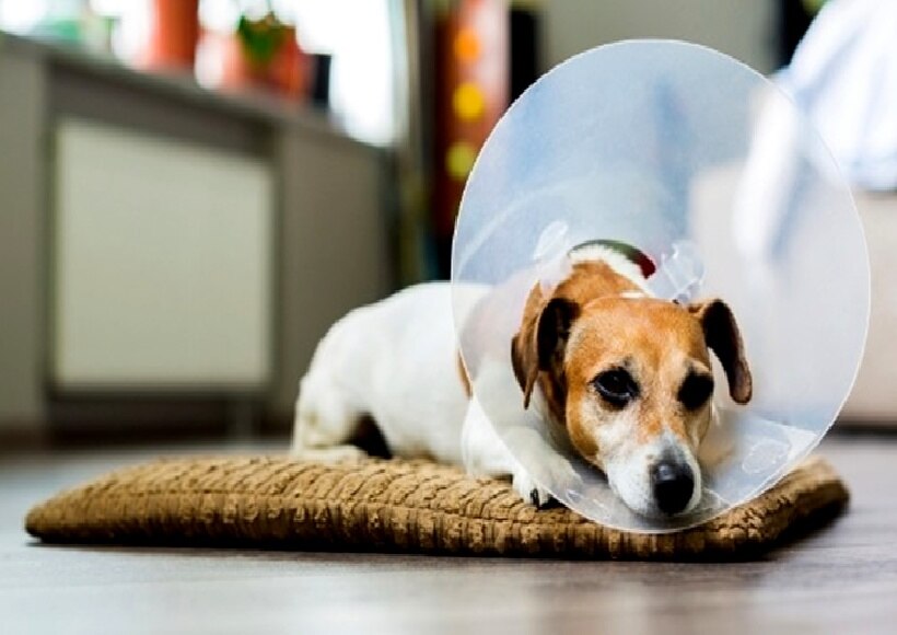 Cone em Cães em Recuperação