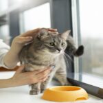 7 mitos comuns sobre gatos