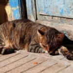 Quando o Gato é Considerado Idoso?