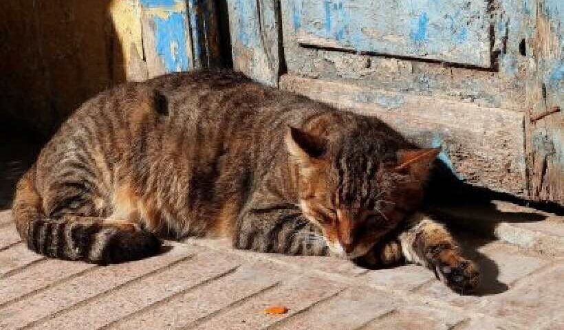 Quando o Gato é Considerado Idoso?