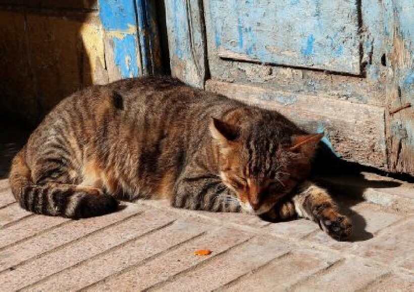 Quando o Gato é Considerado Idoso?