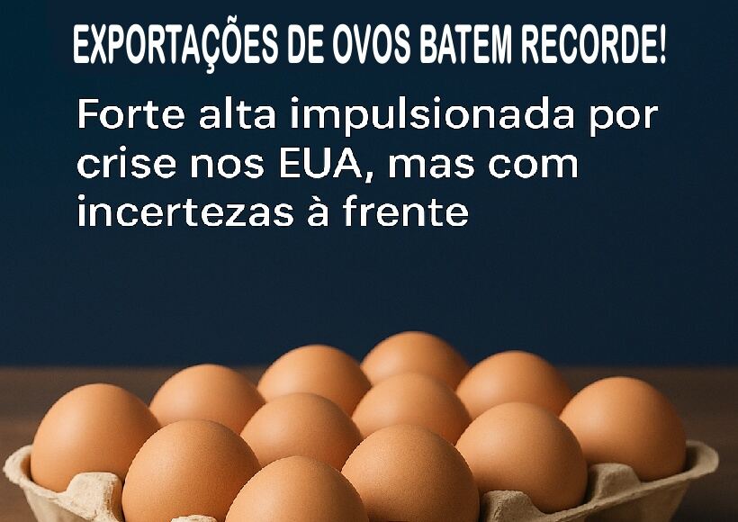 Exportações Recorde de Ovos