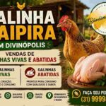 Galinha Caipira em Divinópolis: Venda de Galinhas Vivas e Abatidas com Qualidade https://rede37.com.br/wp-content/uploads/2026/06/galinha-caipira-divinopolis-viva-e-abatida.jpg